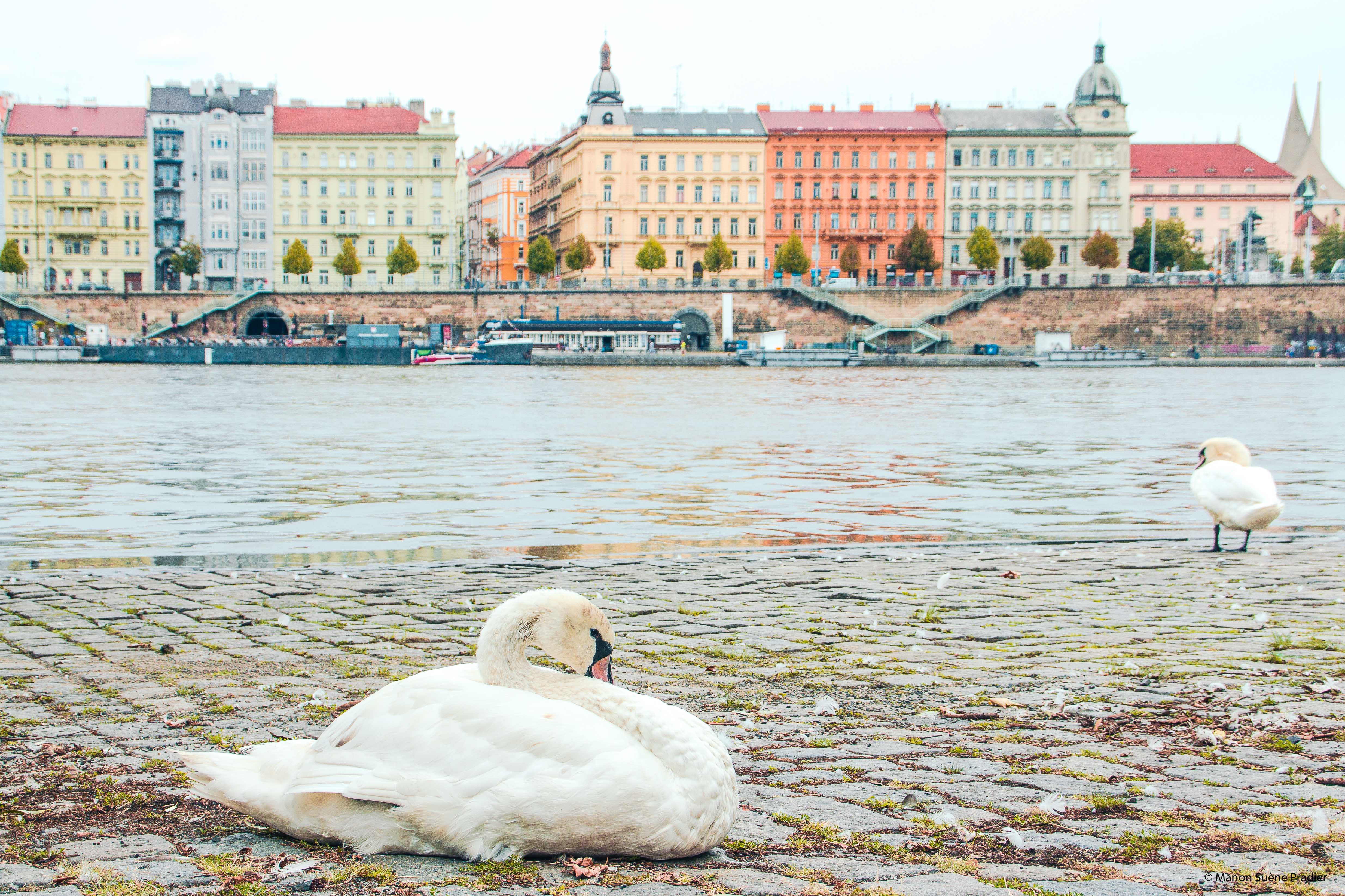 prague bucket list manon suene pradier