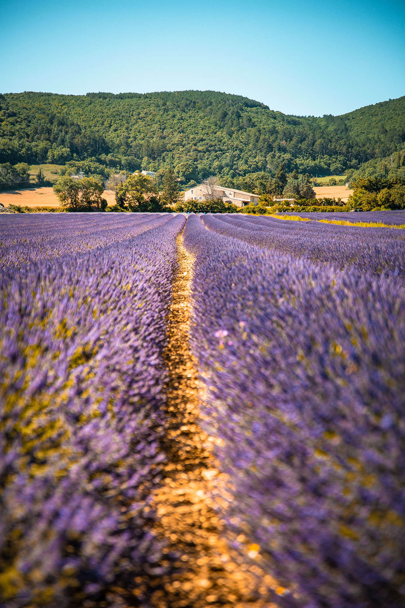 champs-lavande-drome-provençale-8