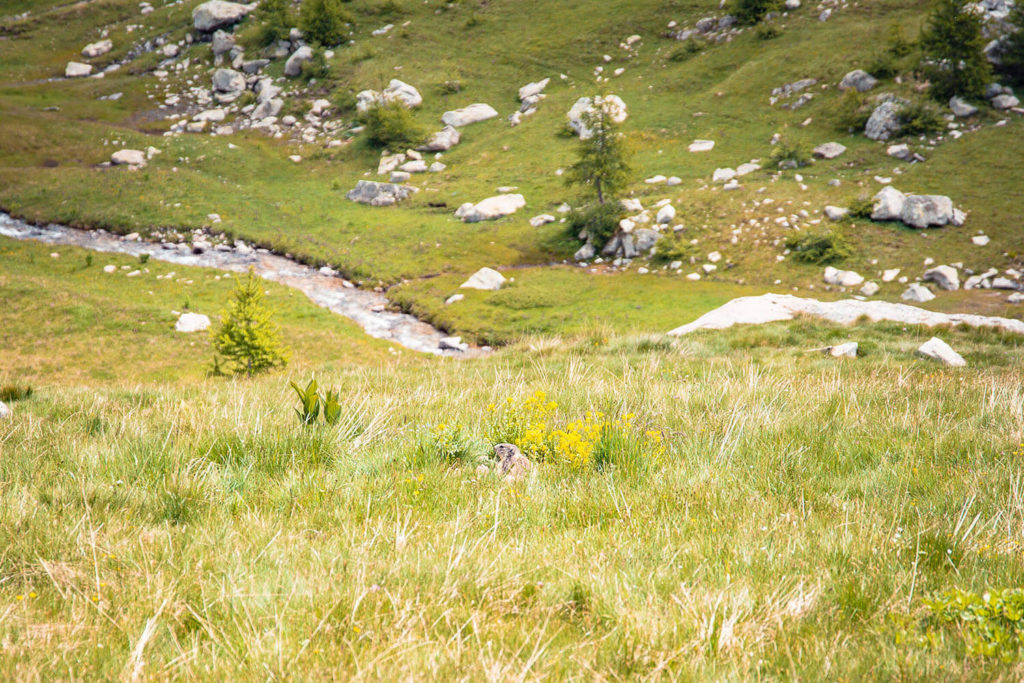 road-trip-alpes-haute-provence-col-de-la-cayolle
